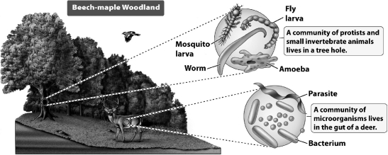 <strong>As the figure below illustrates, communities vary tremendously in size from as large as an entire forest to the digestive system of a single deer. How do biologists recognize communities?</strong> A)Communities have no fixed boundaries; their sizes are simply defined according to what is convenient at a given point in time. B)Communities can be nested within a larger one; for example, the deer is part of the woodland, which is part of the forest. C)Communities are characterized by their species composition. D)All of the above are used to recognize communities.