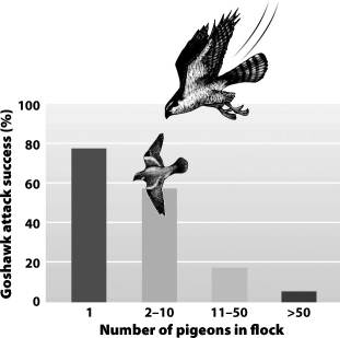 <strong>Examine the graph below. Research indicates that goshawk predation is much less effective when prey species, like wood pigeons, are in large flocks. This is true because</strong> A)large flocks are just temporary aggregations of several small flocks. B)large prey flocks may be able to better provide advance warning of predators. C)predatory birds are generally afraid of large prey flocks and will not attack birds in them. D)small flocks are more likely to have parasites that change behaviors, making the prey more susceptible to predation.
