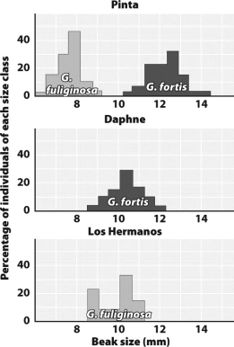 <strong>The figure below shows that the cohabitating ground finches on Pinta Island (topmost graph)experienced character displacement, with birds specializing in either smaller seeds or larger seeds. Predict the outcome of this cohabitation if large and small seeds had not been initially available.</strong> A)The two species would have been in direct competition and one would become extinct on the island. B)It would proceed exactly as illustrated except that the range of beak sizes would be less varied. C)Coevolution would have caused the native plants to produce the necessary variety of seed sizes. D)The less competitive species would have shifted its feeding preference to insects.