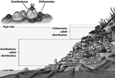 <strong>As the figure below illustrates, the distribution of numerous intertidal organisms is restricted to bands or zones. The upper limit to the zone is determined by tolerance to physical factors like desiccation, whereas the lower boundary is determined by a biological interaction such as competition. What could account for the lower limit for Semibalanus?</strong> A)competition from adult Chthamalus living in deeper water B)the force of the waves on the lower portions of the rock C)predation from less tolerant predators like sea stars D)overheating during low tide exposure
