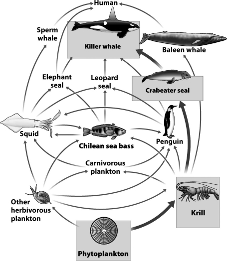 <strong>Food webs, like the one in the figure below, help biologists predict the impact to a community that changes in species abundance might produce. After studying the food web above, select a reasonable outcome following the complete disappearance of leopard seals.</strong> A)Killer whales may decline because they eat leopard seals. B)Chilean seas bass may increase because one of their primary predators is gone. C)Baleen whales will increase as more krill becomes available. D)Sperm whales may decline as squid become less abundant.