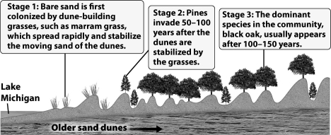 <strong>The figure below illustrates how, although pines first established themselves as the dominant tree in the Lake Michigan sand dune community, black oaks ultimately become the dominant species. What best explains the gradual reduction of the pine?</strong> A)Oaks trap sand, causing the dune to level out; pines can only survive in the low, protected areas between the dunes. B)Pine needles and the shade from existing pines improve the soil composition and moisture, allowing oaks to become established and preventing new pines from surviving. C)Pines replace the grasses but this destabilizes the dune and increases the amount of moving sand; the loss of pines is not related to the presence of the oaks. D)Actually oak seeds were always present in the sand; they simply require more time to germinate.