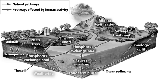 <strong>The figure below illustrates how nutrients cycle between organic and inorganic reservoirs. Within each reservoir the nutrient may be available or unavailable for use.   According to the figure above, what is the inorganic reservoir where phosphorus is unavailable?</strong> A)the atmosphere B)the soil C)ocean sediments D)decomposers <div style=padding-top: 35px> 