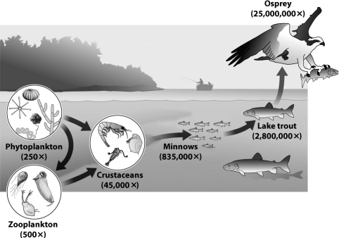 <strong>The figure below shows the relative concentration of polychlorinated biphenyls (PCBs)in several members of a lake food web. Although the lake trout and minnow are both fish, the lake trout is more contaminated. Why?</strong> A)Lake trout are bigger so their bodies can store a greater quantity of PCBs. B)PCBs dissolve poorly in water but readily in fat; lake trout have a higher percentage of body fat than minnows. C)Lake trout are large and long-lived; when they respire they pass water over their gills allowing the PCBs in the lake to accumulate in their bodies. D)Lake trout fed on minnows, whereas minnows fed on crustaceans.