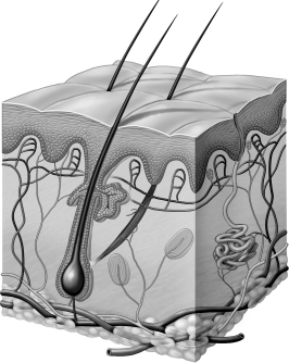 <strong>After viewing the image below, one should conclude that </strong> A)the image is that of a tissue made of multiple organs. B)the image is that of an organ made of multiple tissues. C)cells are large and create large organs. D)only one type of tissue can make up a specific organ.
