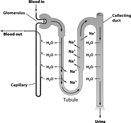 <strong>The figure below illustrates how the nephron in a human kidney aids in the removal of toxic by-products of protein metabolism and assists in the regulation of internal water and solute concentrations. In the region of the nephron labeled tubule, sodium is</strong> A)leaving the tubule by diffusion. B)being pumped out of the tubule by active transport. C)moving out of the tubule through osmosis. D)exiting the tubule via secretion.