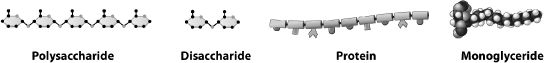 <strong>The figure below shows four types of nutrients that are absorbable by animal cells. Which of the above molecules could be absorbed by the digestive tract without further digestion by enzymes?</strong> A)polysaccharide B)disaccharide C)protein D)monoglyceride