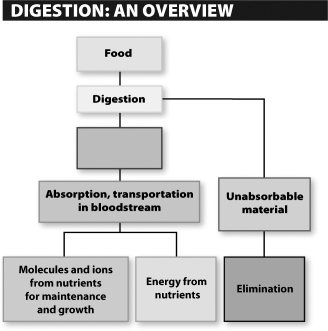 <strong>The empty label in the following scheme most likely should read </strong> A)carbohydrates. B)fiber. C)all broken-down materials. D)all usable nutrients.