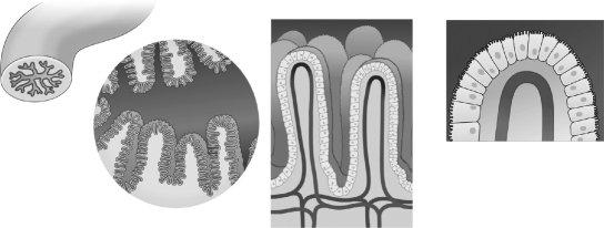 <strong>The image below is illustrating the </strong> A)small intestine lined with villi in order to increase nutrient absorption. B)large intestine lined with villi in order to increase nutrient absorption. C)small intestine lined with cilia in order to increase nutrient absorption. D)large intestine lined with flagella in order to increase nutrient absorption.