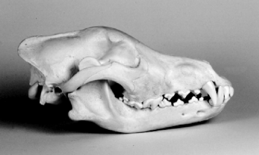 Examine the photograph below of an animal skull. The characteristics of this skull suggest that it belongs to a ____________________, the type of animal that consumes only ____________________.