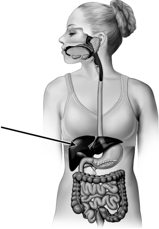 Chemical digestion occurs inside of the organ indicated by the arrow in the figure below.