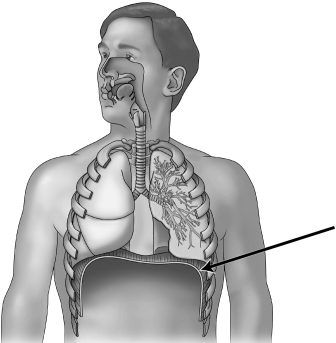 <strong>In the figure below, the arrow is pointing to the </strong> A)bronchus. B)trachea. C)diaphragm. D)larynx.