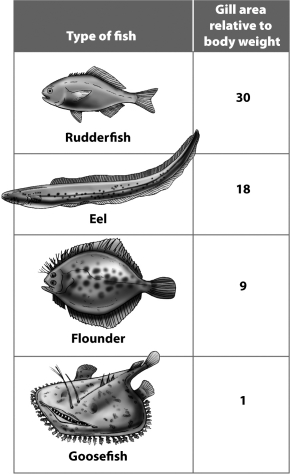 <strong>Examine the table below. Based on the data in this table, which of these fish is probably the fastest swimmer?</strong> A)rudderfish B)eel C)flounder D)goosefish