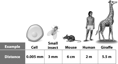 <strong>The figure below illustrates body size and diffusion time. Which of the following examples represents the quickest diffusion time?</strong> A)Small insect; insects have high metabolisms, thus diffusion occurs quickly. B)Giraffe; tall animals generate a lot of heat energy, which allows diffusion to occur quickly. C)Cell; it has the shortest distance across. Diffusion slows over longer distances. D)Human; omnivores have more complex metabolic chemistry, which requires higher diffusion rates.