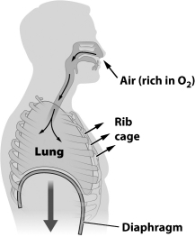 The figure below illustrates the inhalation step of gas exchange in humans.   In this figure, the diaphragm and the muscles of the rib cage are ____________________ [relaxed or contracted].<div style=padding-top: 35px> 