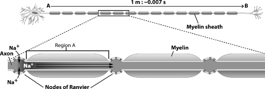 <strong>The figure below illustrates how a neuron with a myelinated axon transmits signals. What is happening in Region A of this figure?</strong> A)An action potential is moving between two nodes of Ranvier. B)Neurotransmitters are rapidly diffusing between two nodes of Ranvier. C)An electric charge is moving rapidly between two nodes of Ranvier. D)Myelin is carrying sodium ions between two nodes of Ranvier.