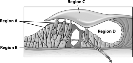 <strong>The figure below illustrates the organ of Corti, a part of the cochlea in the human inner ear. What labeled region of this figure of the organ of Corti is directly stimulated to vibrate in response to the air movements caused by sound?</strong> A)Region A B)Region B C)Region C D)Region D