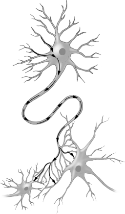 Examine the figure below. The path of the arrows in this figure indicates the movement of ____________________ through a neuron.
