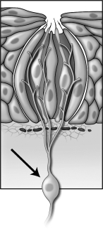 The cell indicated by the arrow in the figure below directly interacts with environmental stimuli.