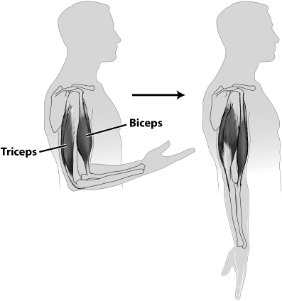 <strong>The figure below shows the change that occurs in two muscles when the arm goes from a bent to a straight position. For this to occur,</strong> A)the triceps contract and the biceps relax. B)the biceps contract and the triceps relax. C)both the biceps and the triceps contract. D)both the biceps and the triceps relax.