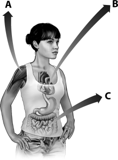 <strong>Examine the figure below. Which letter indicates a region of a human where you would find muscle that lacks sarcomeres?</strong> A)A B)B C)C D)All human muscle contains sarcomeres.