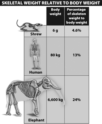 <strong>By analyzing the chart below, the following conclusion can be drawn: </strong> A)The skeletal portion of body weight increases with larger animals. B)The skeletal portion of body weight decreases with larger animals. C)The skeletal portion of body weight increases with smaller animals. D)There is no correlation between the skeletal portion of body weight and animal size.