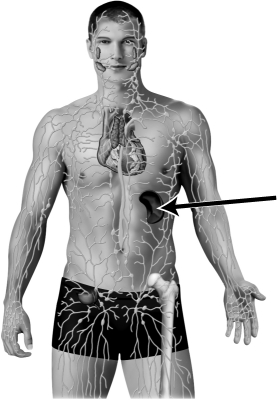 In the illustration below of the lymphatic system, the arrow is pointing to a kidney.