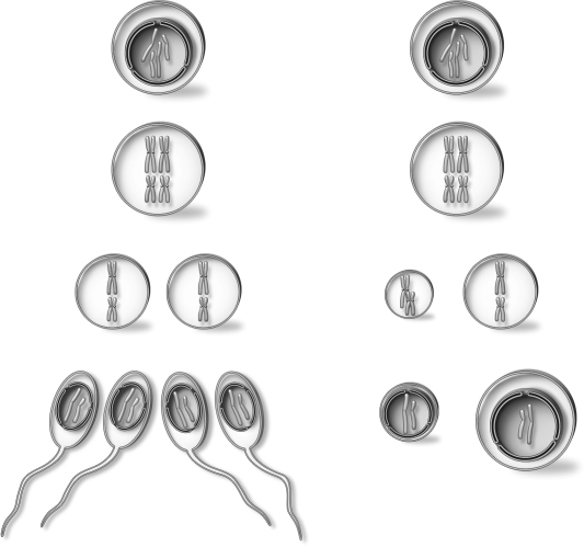 <strong>Study the diagram below. Which of the following sentences is true? </strong> A)Sperm cells are genetically identical. B)Division of cytoplasm in oogenesis is unequal. C)Oogenesis results in the generation of two egg cells per oogonium. D)Sperm cells are created in only one round of meiosis.