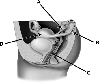 Which of the following structures are commonly manipulated for sterilization?