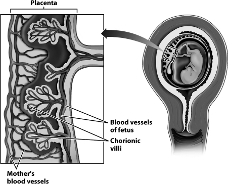 <strong>Examine this close-up of the placenta (on the left of the figure below). Why do the chorionic villi have the shape of a tree?</strong> A)The branches of the chorionic villi create a large amount of surface area for the exchange of nutrients and gases between maternal and fetal blood. B)The branches of the chorionic villi allow blood to flow back and forth more rapidly between the capillaries of the mother and her fetus. C)The branches of the chorionic villi create more locations where fetal capillaries can fuse directly with maternal capillaries. D)The branches of the chorionic villi create more surface area for the production of the amniotic fluid.