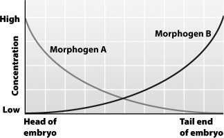 <strong>The graph below shows the normal concentration of morphogens A and B throughout a Drosophila embryo. If morphogen B is injected into the head end of an embryo, the embryo is likely to develop</strong> A)normally. B)a second tail at the head end. C)a second head at the tail end. D)two heads at the head end.
