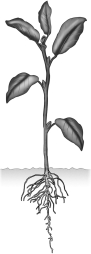 Examine the plant in the figure below. The plant shown is most likely a dicot because of the presence of