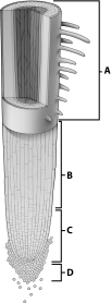 Examine the diagram below of a root tip. Which letter in the diagram indicates the zone of cell division?