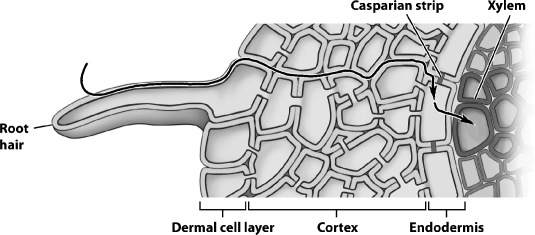 In the figure below, the line with the arrowheads indicates the cell-wall pathway for an absorbed nutrient. What structure actually regulates the entry of nutrients into the plant's interior?