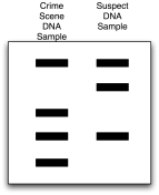 A person has been arrested and charged for murder.DNA fingerprint analyses were performed on DNA found at the crime scene left laneand on DNA from the suspect right lane).Does this evidence place the person at the scene of the crime?