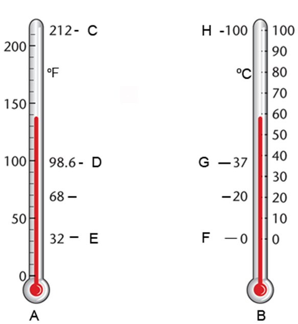 <strong>Average body temperature is indicated by letters: </strong> A) D and F B) G and D C) E and G D) E and F