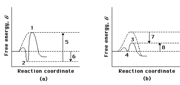 <strong>Compare the two reaction coordinate diagrams below and select the answer that correctly describes their relationship.In each case,the single intermediate is the ES complex.  </strong> A)(a)describes a strict lock and key model,whereas (b)describes a transition-state complementarity model. B)The activation energy for the catalyzed reaction is 5 in (a)and is 7 in (b). C)The activation energy for the uncatalyzed reaction is given by 5 + 6 in (a)and by 7 + 4 in (b). D)The contribution of binding energy is given by 5 in (a)and by 7 in (b). E)The ES complex is given by 2 in (a)and 3 in (b). <div style=padding-top: 35px> 