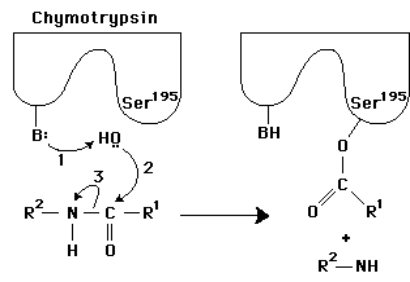<strong> In the following diagram of the first step in the reaction catalyzed by the protease chymotrypsin,the process of general base catalysis is illustrated by the number ________,and the process of covalent catalysis is illustrated by the number _________.  </strong> A)1;2 B)1;3 C)2;3 D)2 ;3 E)3;2 <div style=padding-top: 35px> 