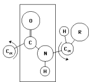 <strong>In the diagram below,the plane drawn behind the peptide bond indicates the: </strong> A)absence of rotation around the C-N bond because of its partial double-bond character. B)plane of rotation around the C <sub> \alpha </sub> -N bond. C)region of steric hindrance determined by the large C=O group. D)region of the peptide bond that contributes to a Ramachandran plot. E)theoretical space between -180 and +180 degrees that can be occupied by the \phi and \Psi angles in the peptide bond.