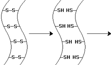 <strong> The \alpha -keratin chains indicated by the diagram below have undergone one chemical step.To alter the shape of the \alpha -keratin chains-as in hair waving-what subsequent steps are required? </strong> A)Chemical oxidation and then shape remodeling B)Chemical reduction and then chemical oxidation C)Chemical reduction and then shape remodeling D)Shape remodeling and then chemical oxidation E)Shape remodeling and then chemical reduction