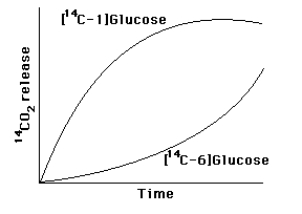 An extract of adipose (fat)tissue can metabolize glucose to CO<sub>2</sub>.When glucose labeled with <sup>14</sup>C in either C-1 or C-6 was added to the extract,<sup>14</sup>CO<sub>2</sub> was released with the time courses shown below.What is the major path of glucose oxidation in this extract? Explain how you reached this conclusion.  <div style=padding-top: 35px> 