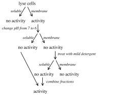 You are trying to isolate an enzyme that catalyzes the conversion of A \rightarrow B,and you have a sensitive assay for this enzyme.After lysing open the cells,you find that the activity is associated with the membrane fraction,not the soluble fraction (which you throw away).You then follow the procedure shown below.Explain the sudden re-occurrence of activity at the end of your protocol.