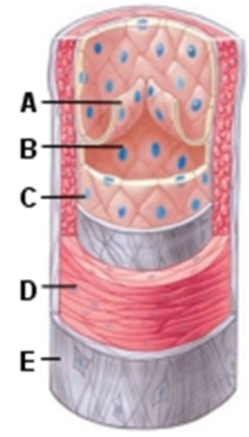 <strong>   -The part of this image labeled Ais the</strong> A) tunica intima B) tunica media C) vessel lumen D) valve <div style=padding-top: 35px> 