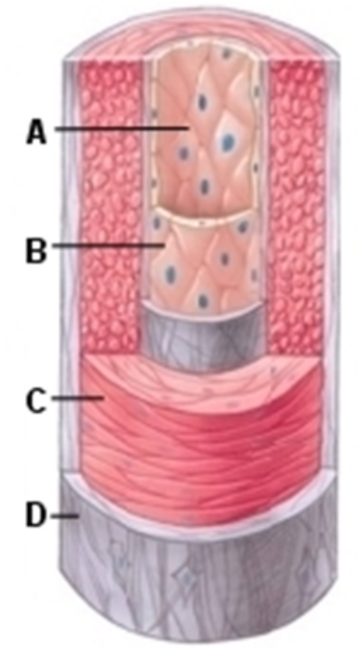 <strong>   -The part of this image labeled Bis the</strong> A) tunica intima B) tunica media C) tunica adventitia <div style=padding-top: 35px> 