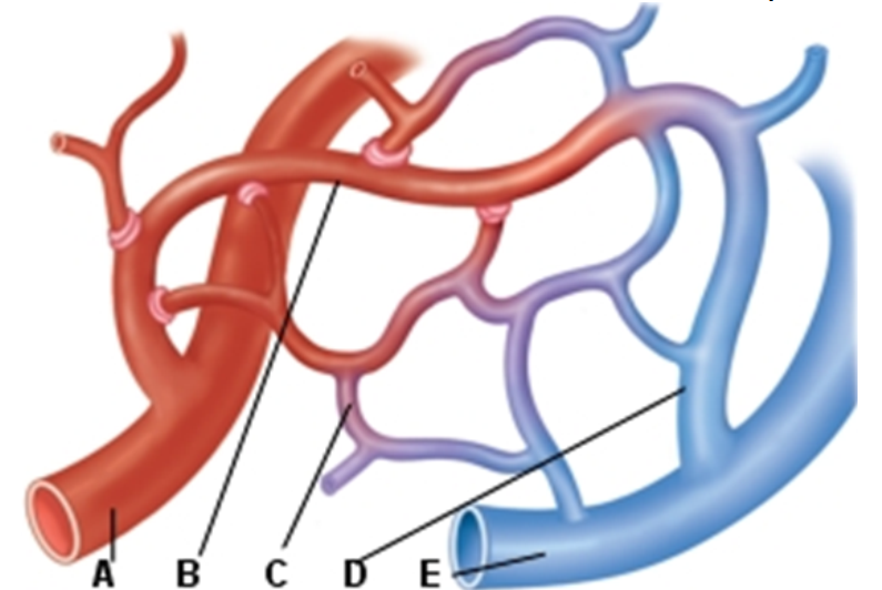 <strong>   -The blood vessel in this image that is labeled Ais a(an)</strong> A) arteriole B) artery C) capillary D) vein E) venule <div style=padding-top: 35px> 