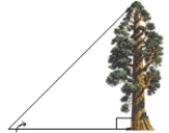Height of a sequoia tree. Sequoias are among the longest living trees in the world. They can grow to a maximum height of 311 ft and can live up to 3,200 years. A park ranger wants to determine the height of a sequoia tree without having to climb to the top of it. He measures the length of the tree's shadow and determines the angle of elevation from the tip of the shadow to the top of the tree. Using this information and a trigonometric function, the park ranger can calculate the height of the tree. What is the height of a tree if its shadow is 253 ft long and the angle of elevation is 43°? Round your answer to one decimal place. 43° 253 ft
