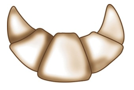 <strong>Identify the type of roll shown in each picture. - </strong> A) Croissant B) Brioche C) Cloverleaf roll D) Butterflake roll E) Danish pockets