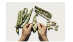 <strong>Identify the vegetable shown in the picture. </strong> A) Snap beans B) Fava beans C) Leeks D) Bok choy