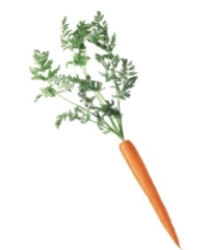 <strong>Identify the vegetable shown in the picture. </strong> A) Carrot B) Parsnips C) Orange pepper D) Jicama