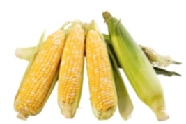 <strong>Identify the vegetable shown in the picture. </strong> A) Salsify B) Corn C) Fava beans D) Celery root